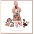 UNİSEX-EĞİTİM-MAKETİ-TORSO-16 PARÇA
