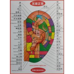 AKUPUNKTUR KULAK POSTERİ_AKUPUNKTUR NOKTALARINI GÖSTEREN KULAK HARİTASI