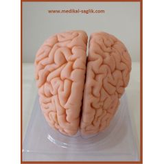 İNSAN BEYİN EĞİTİM MAKETİ 4 PARÇA_BEYİN MANKENİ