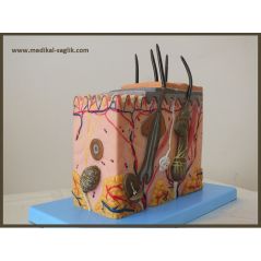 İNSAN DERİ EĞİTİM MAKETİ_TEK PARÇA DERİ KATMALI MAKET