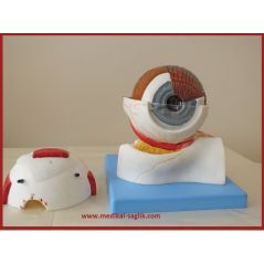 GÖZ EĞİTİM MASA ÜSTÜ MAKETİ_6 PARÇA GÖZ MANKENİ