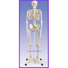 İSKELET-EĞİTİM-MAKETİ-GERÇEK-BOYUT