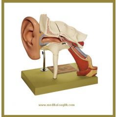 KULAK-EĞİTİM-MAKETİ-KULAK-ANATOMİ-MANKENİ