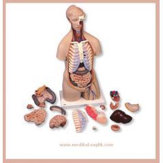 UNİSEX-EĞİTİM-MAKETİ-TORSO-16 PARÇA