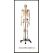 SUNİ-İNSAN-İSKELETİ