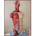 YARIM BOY KASLI TORSO MAKETİ-UNİSEX_TORSO EĞİTİM MANKENİ
