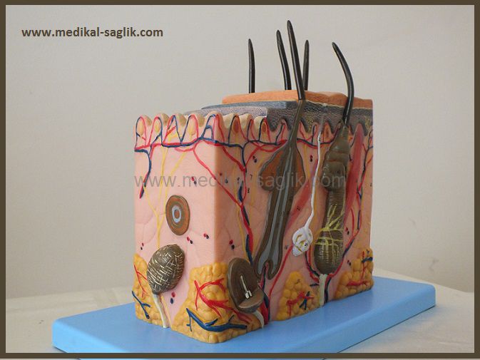 Cpr Egitim Maketleri Insan Deri Egitim Maketi Tek Parca Deri Katmali Maket Www Medikal Saglik Com