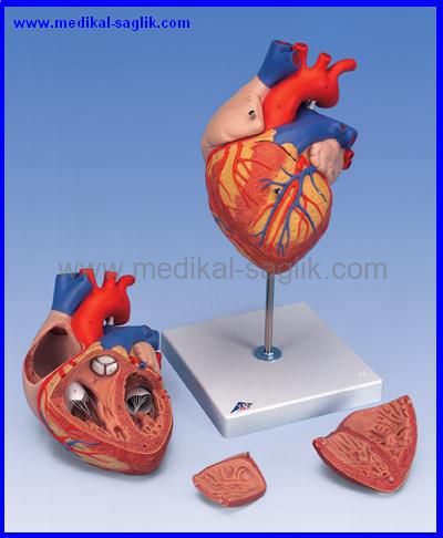 Cpr Egitim Maketleri Kalp Maketi Cpr Egitim Maketi Www Medikal Saglik Com