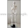 YAPAY İNSAN İSKELETİ 76CM MASA ÜSTÜ