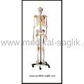 SUNİ-İNSAN-İSKELETİ