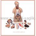 UNİSEX-EĞİTİM-MAKETİ-TORSO-16 PARÇA