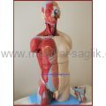 YARIM BOY KASLI TORSO MAKETİ-UNİSEX_TORSO EĞİTİM MANKENİ