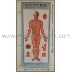 Akupunktur Ignesi Diger Akupunktur Malzemeleri Sujok Yuzugu Akupunktur Yuzugu Altin Yuzuk Www Medikal Saglik Com