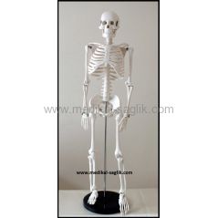 YAPAY İNSAN İSKELETİ 76CM MASA ÜSTÜ