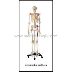 SUNİ-İNSAN-İSKELETİ