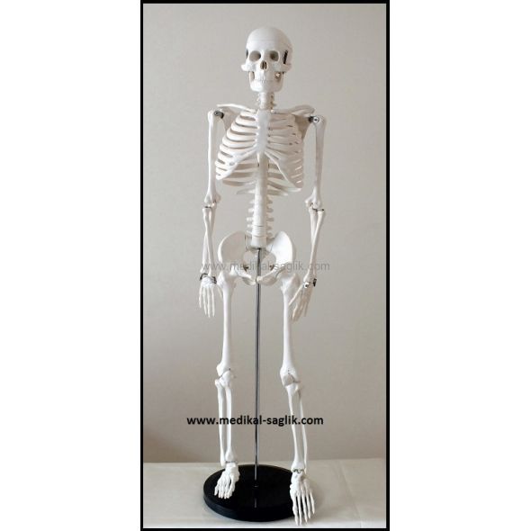 YAPAY İNSAN İSKELETİ 76CM MASA ÜSTÜ