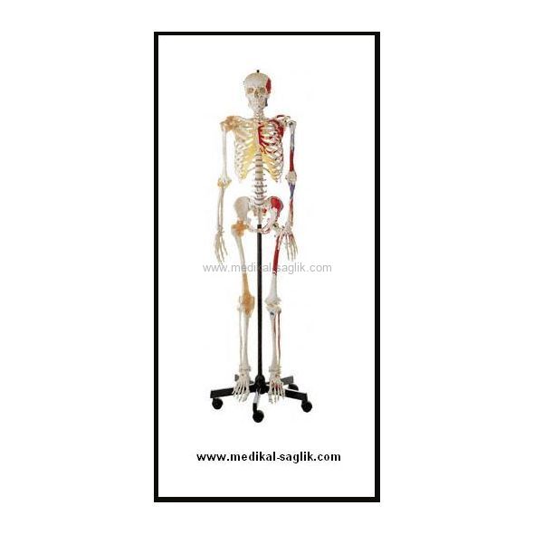 SUNİ-İNSAN-İSKELETİ